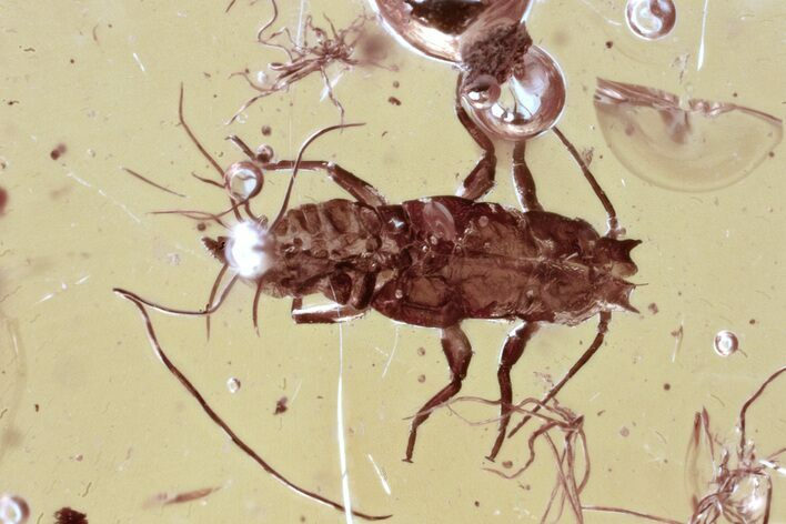 Detailed Fossil Aphid (Aphidoidea) Exuvia in Baltic Amber #335785